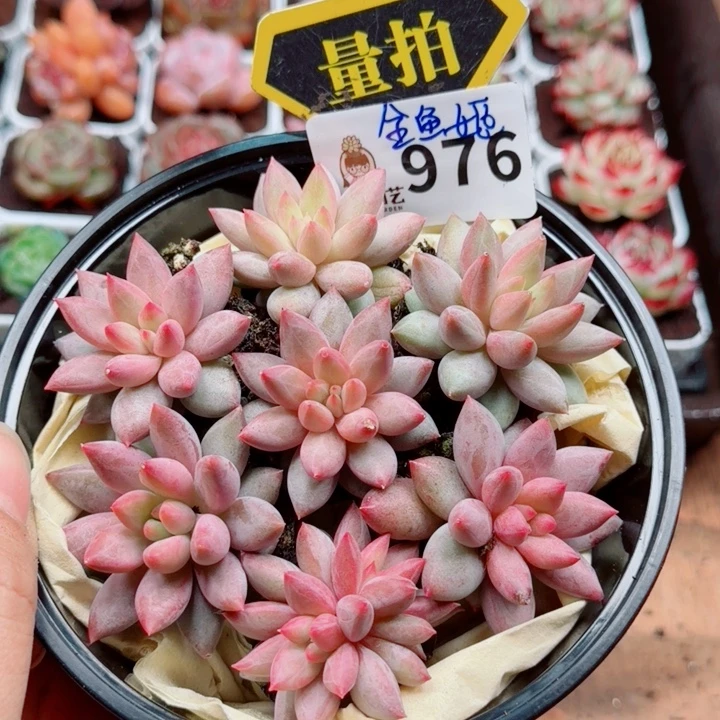 多肉植物多肉植物