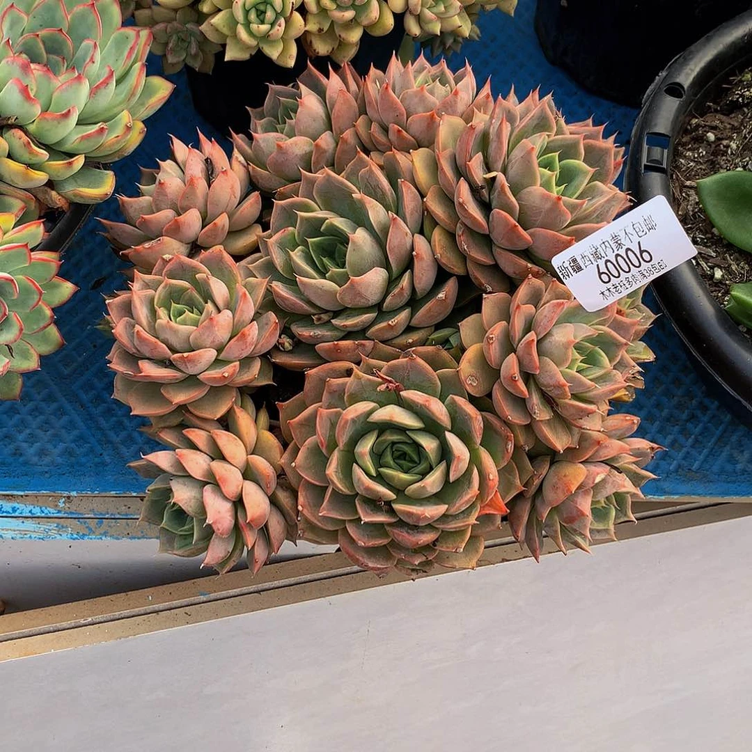 可**水   玫瑰夫人60006