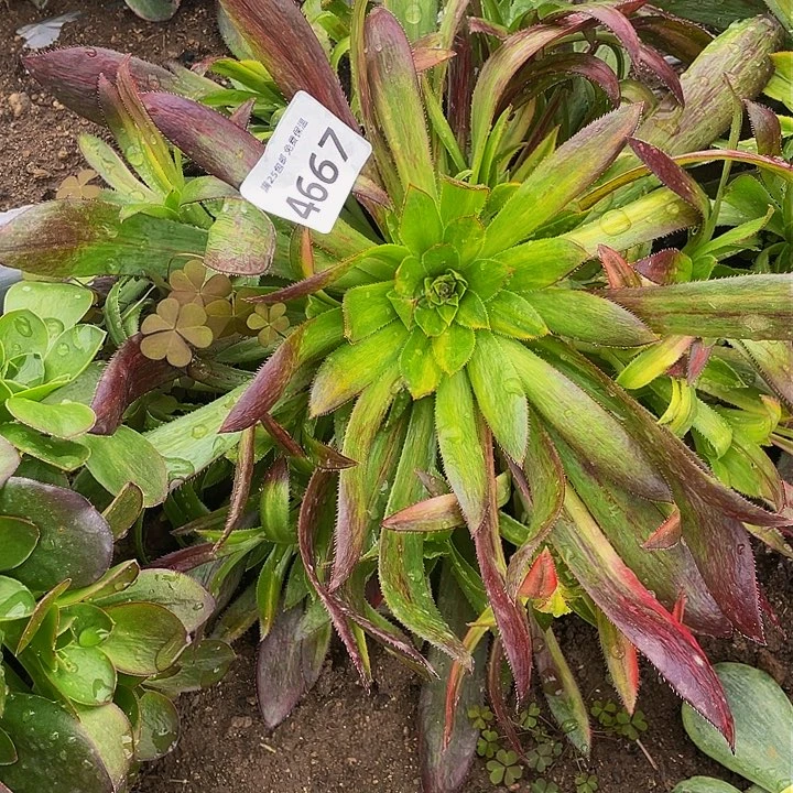 4667孔雀七彩多肉植物