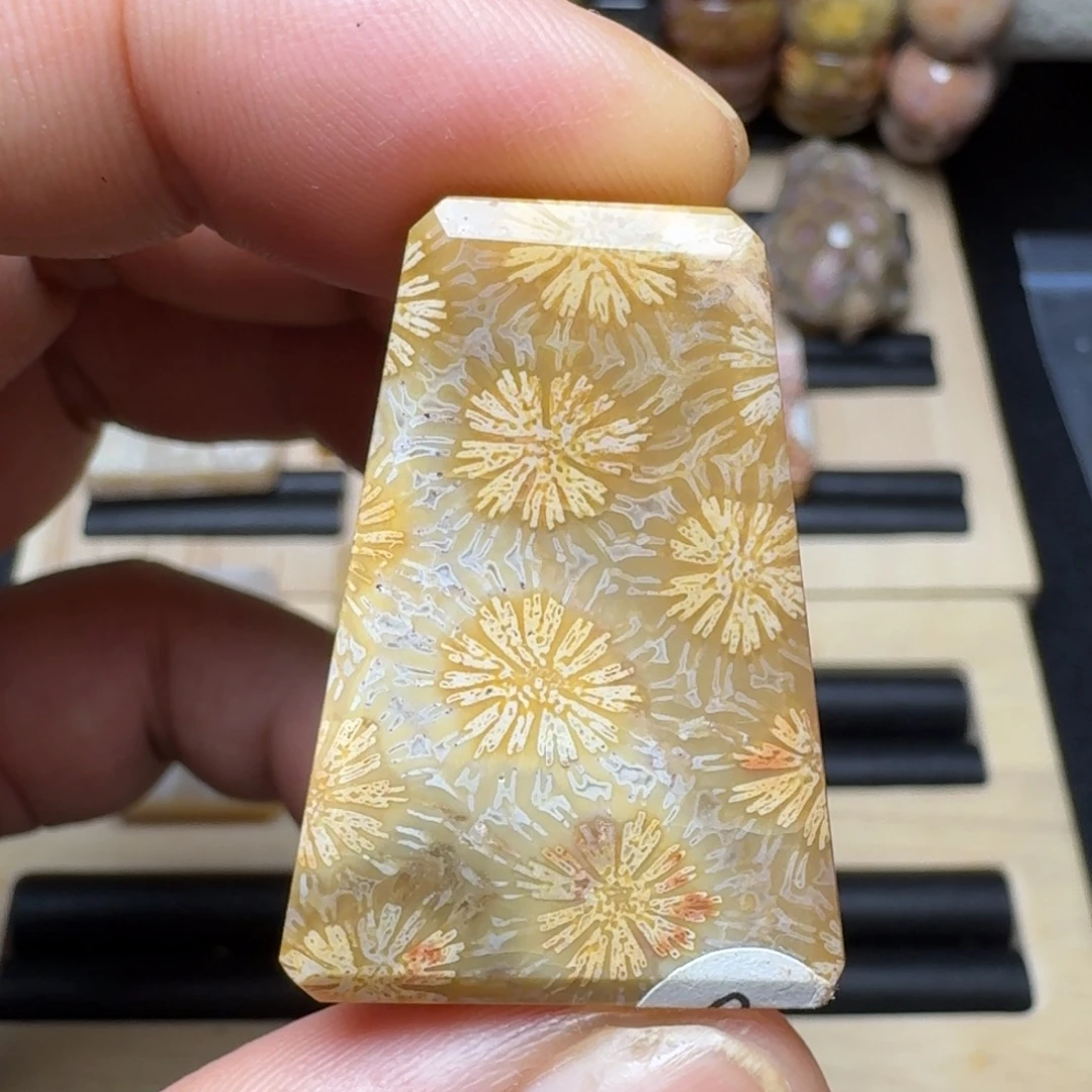 硅化珊瑚（珊瑚玉）未镶嵌纯天然色有机玉石保真色