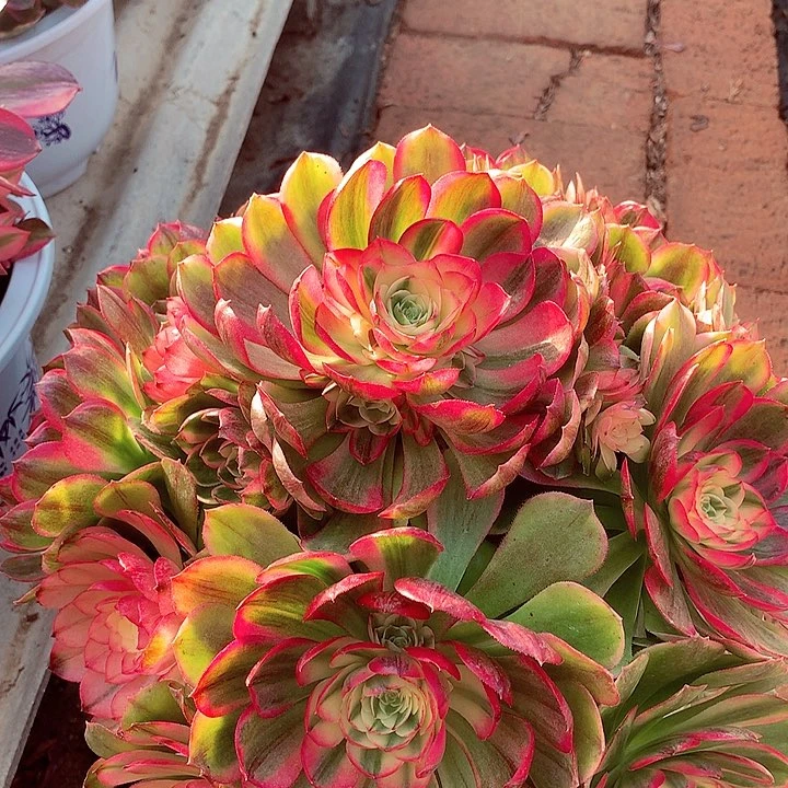 海王捧花，多肉植物