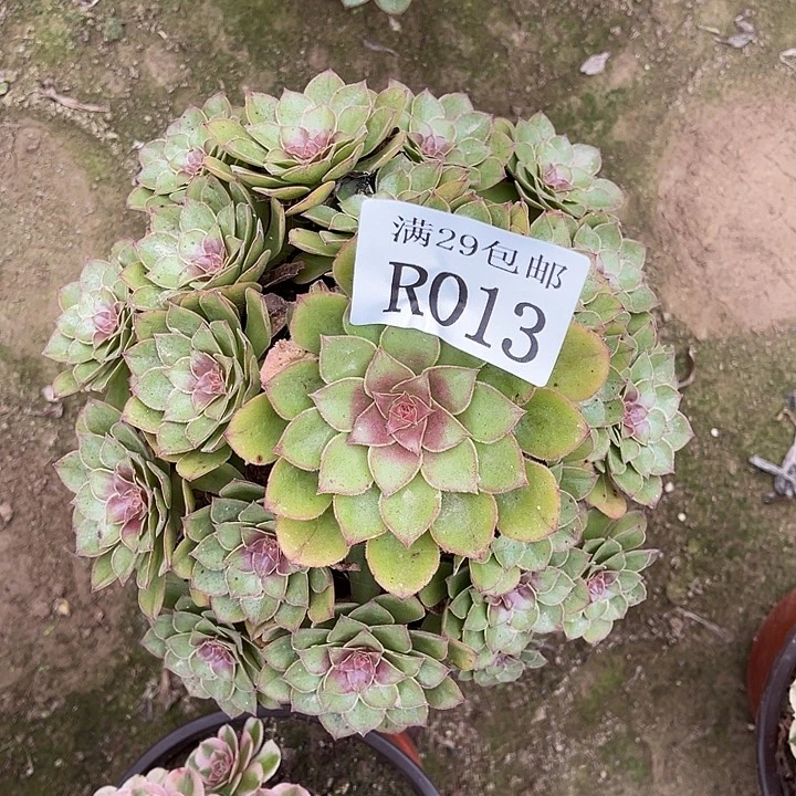 013桃花石多肉植物