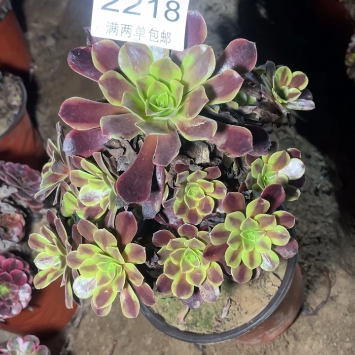 欧嘉莉的人多肉的人2218