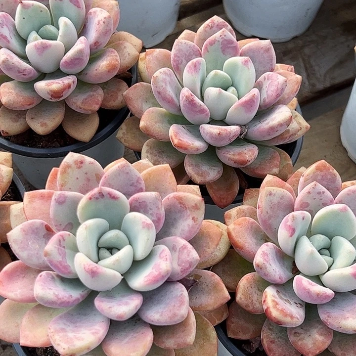 大单头          花斑露