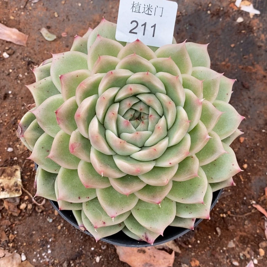 清****༇杂交精品多肉211