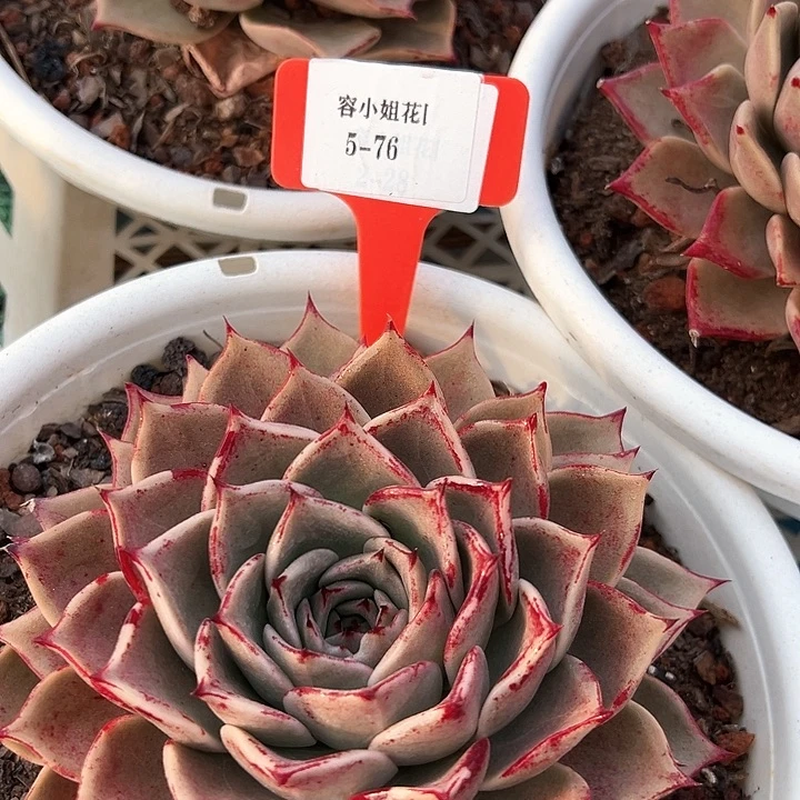 5.76红娘子一个脱土