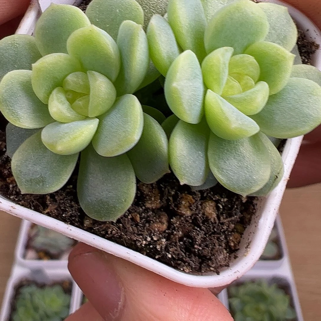 无尽灯。