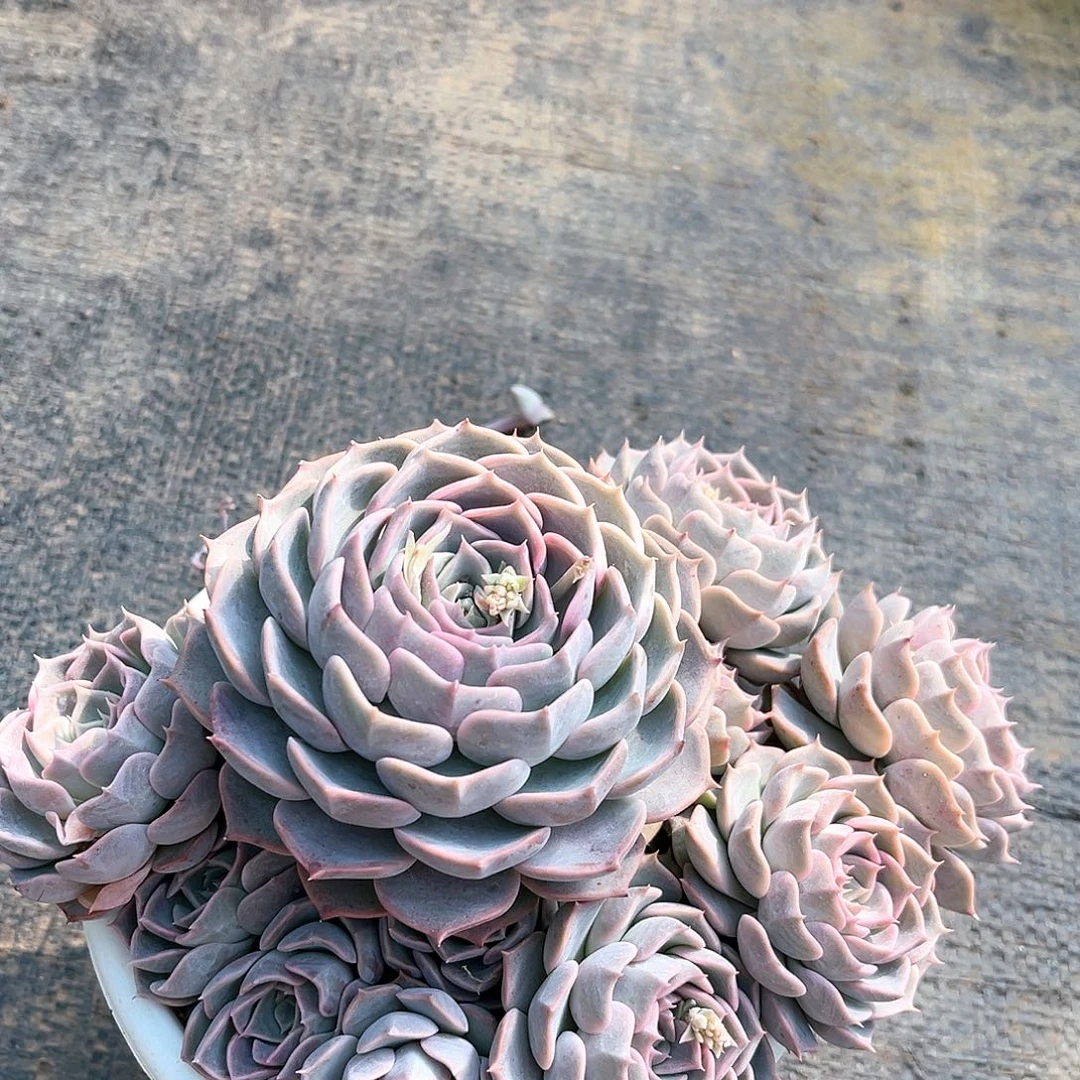 欧版海琳娜55555