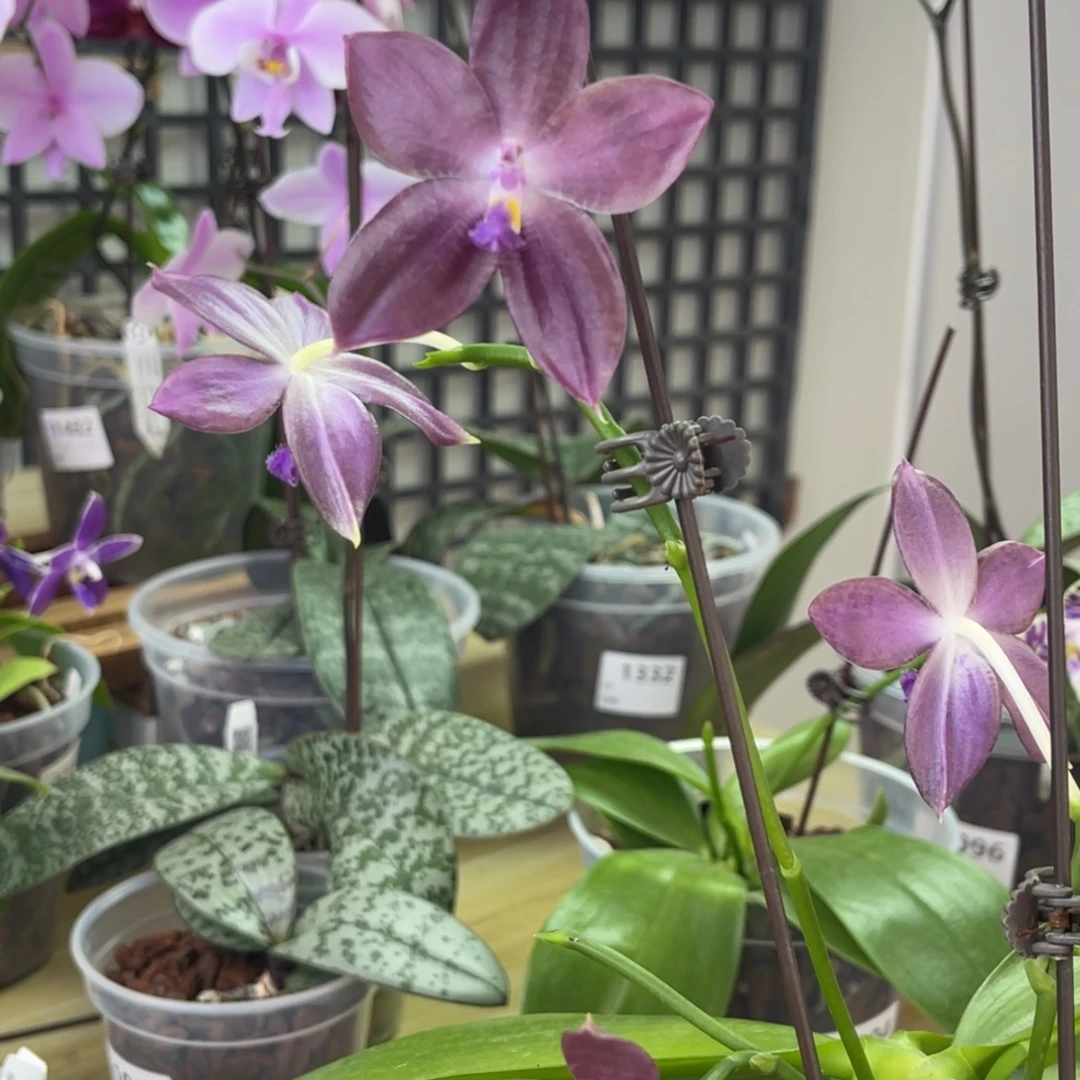 完全开放弥陀蓝海星-1311