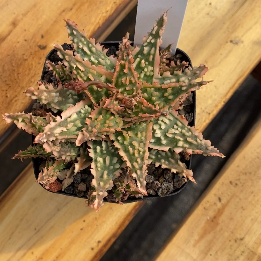 花*君y1749园艺芦荟园艺芦荟