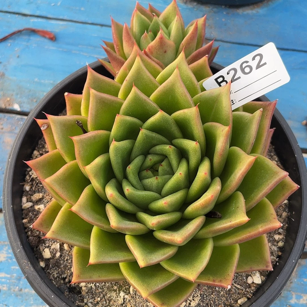 若如东云单拍B262