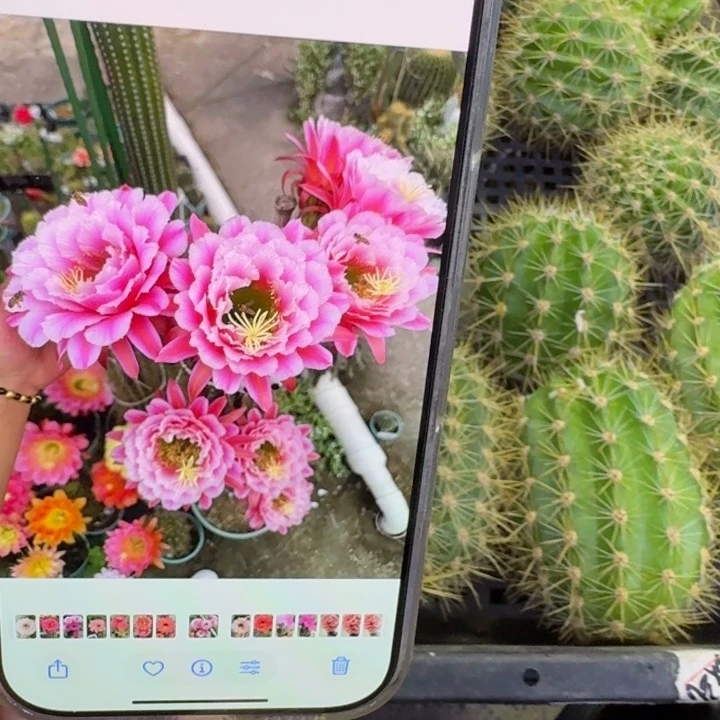 343毛七仙女歪无根牙4公分左右，20包邮