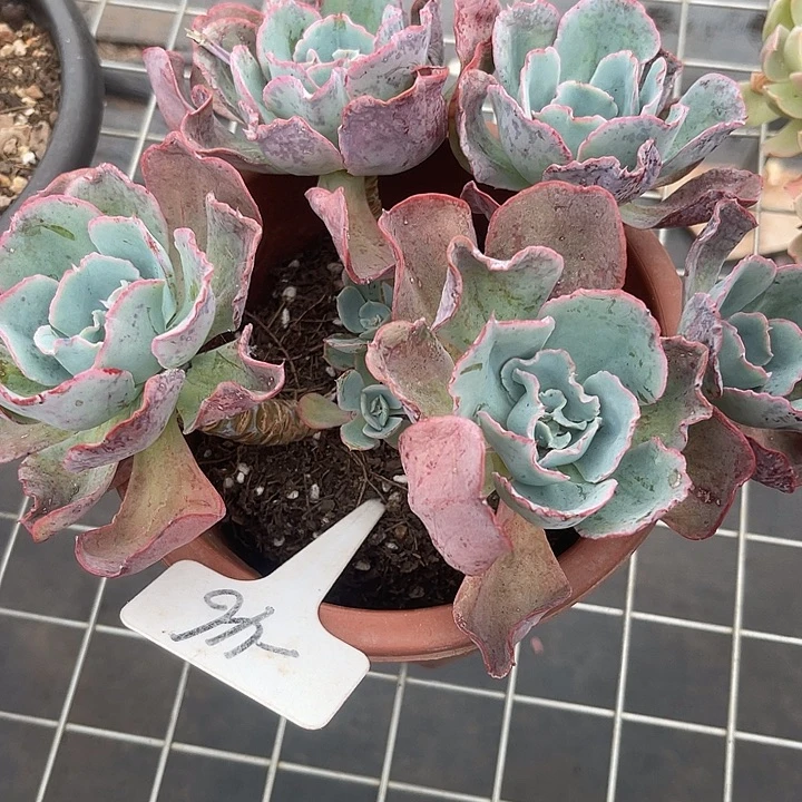 晨语多肉，一物一拍伯克利46