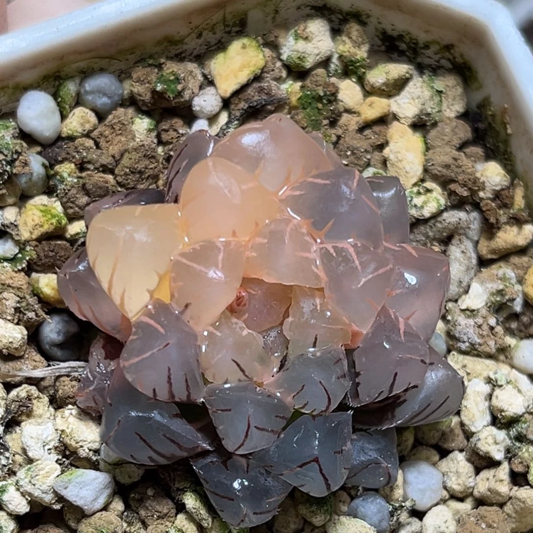 恭喜发财大吉大利0006