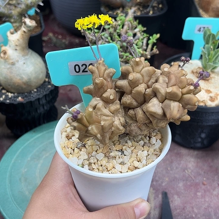 蛮鬼塔产地多肉植物