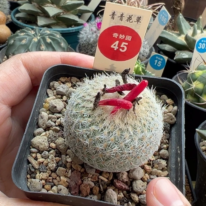 实生月世界4cm一棵仙人球