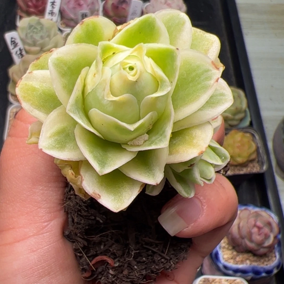 佳*玲776 多肉植物组合盆栽