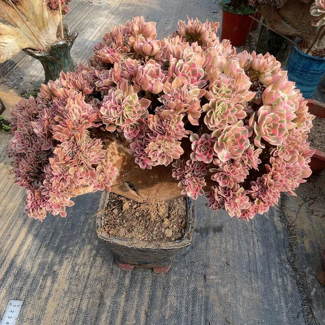 【闪购商品】无花朵粉女巫