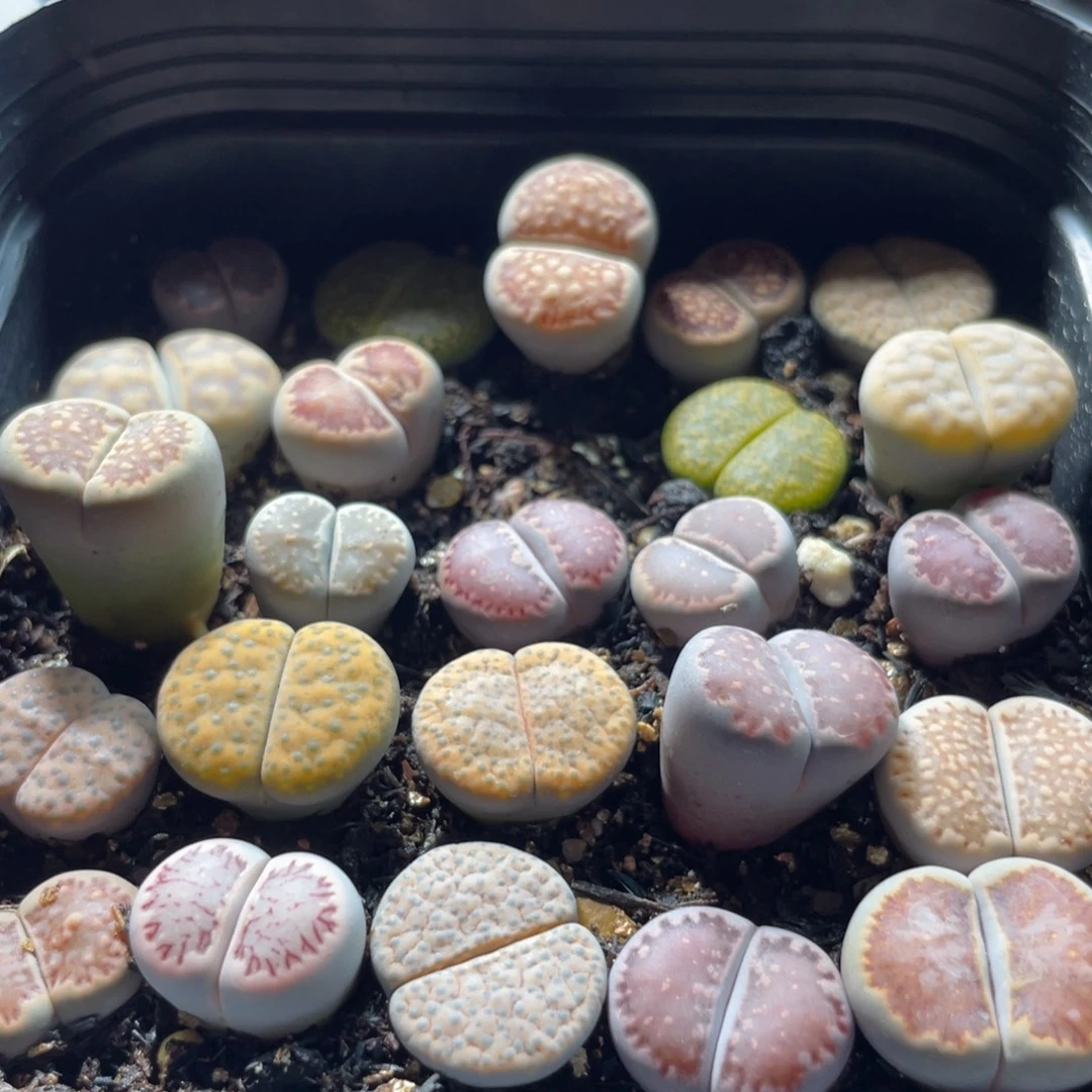 大盆特价一物一拍～33