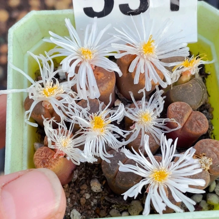 531红蛋糕风铃母本带盆