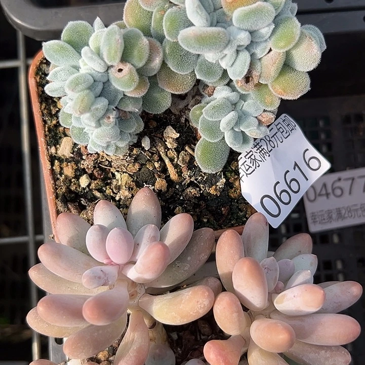 幸运儿是一个人吗哈哈