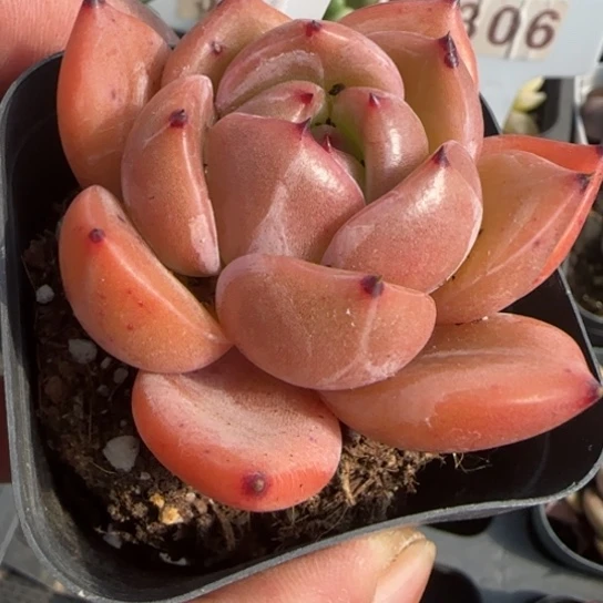 347比翼鸟一物一拍多肉