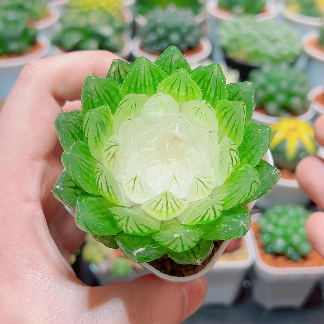 白莲花带白盆多肉