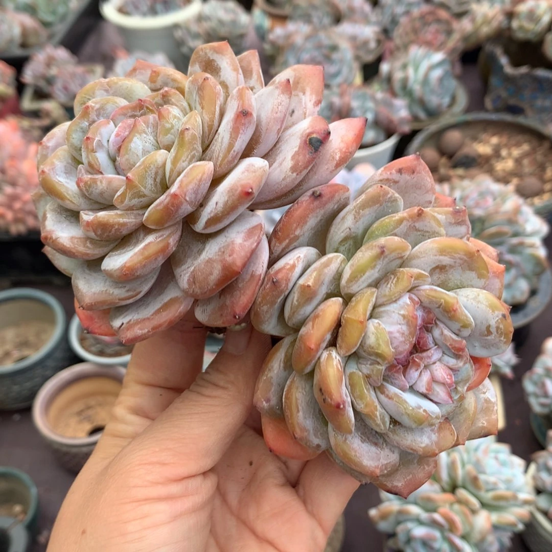 哈哈哈哈哈哈哈哈哈哈