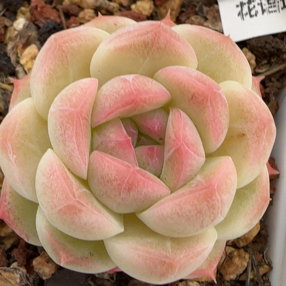 花语逸镜0224-251