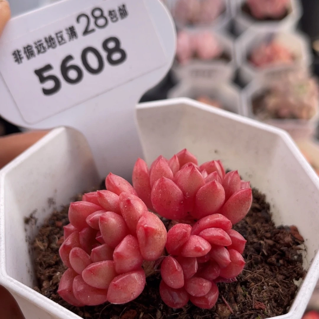 鸡血红宝石5608-4.0厘米