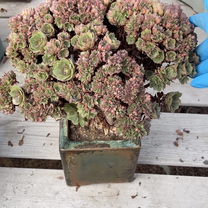 多肉葡萄的季节性与生长发育规律