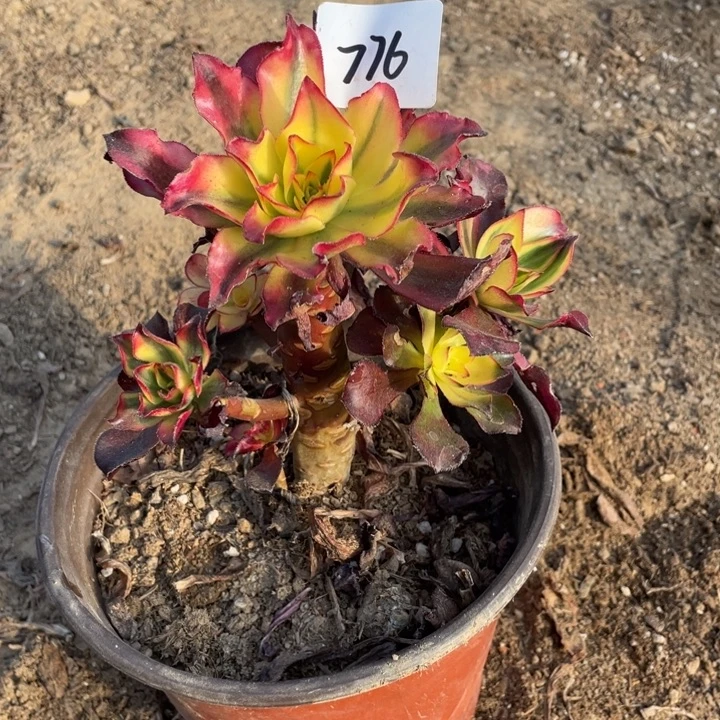 报***长法师植物魅影法师776