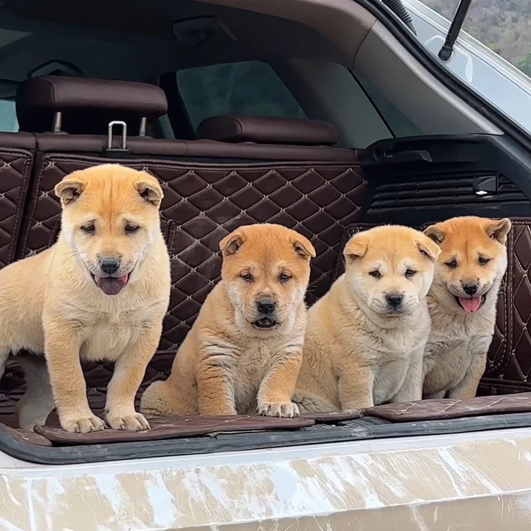 【阿鬼广西土猎精选】活体链接