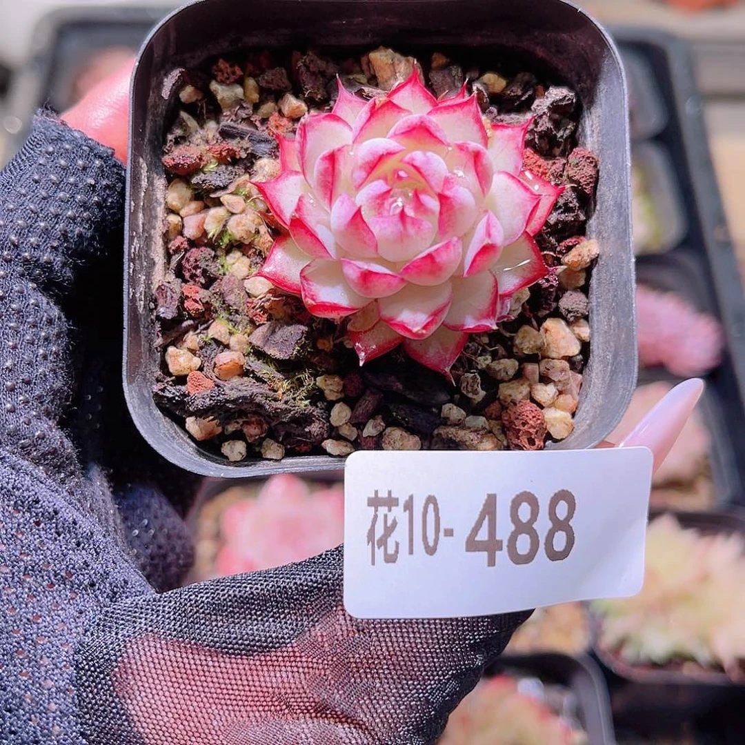 花利美10-488女王