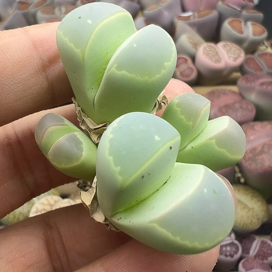 3299整点福利净的没朋友