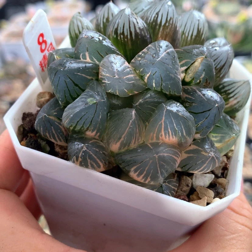 【闪购商品】8龙爪