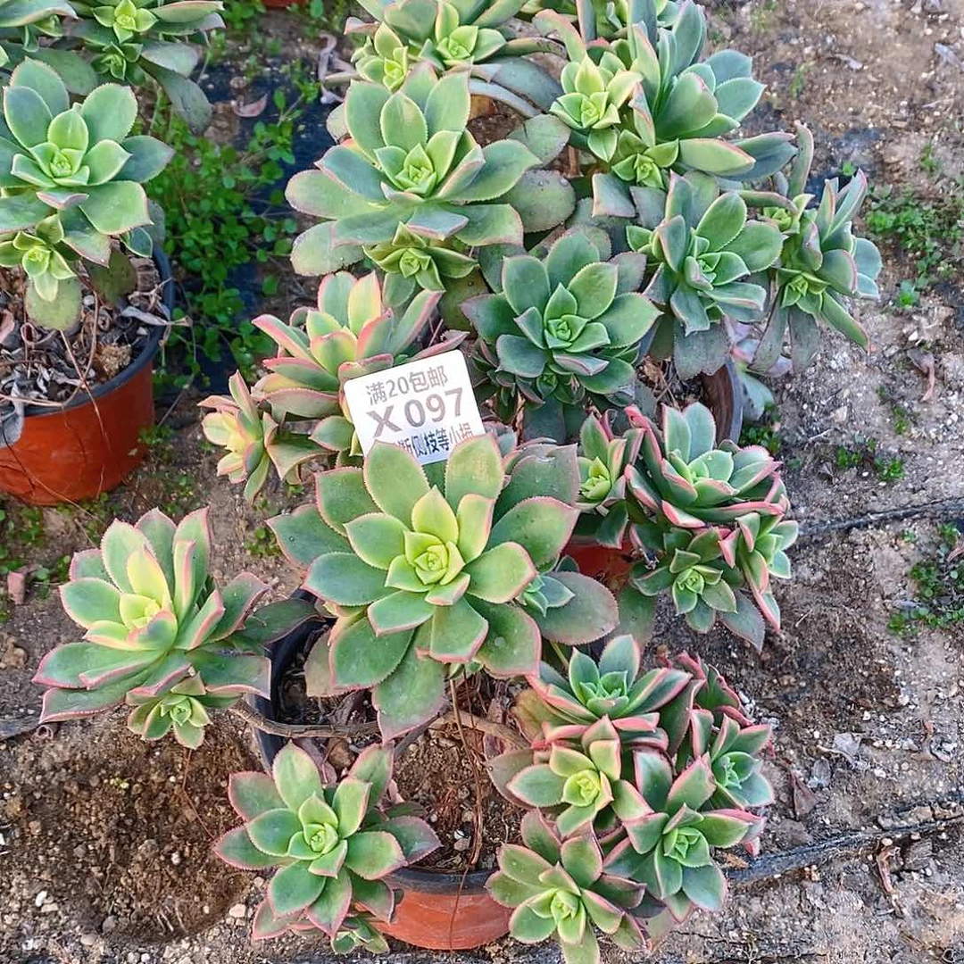 097艳日辉老桩量拍多肉