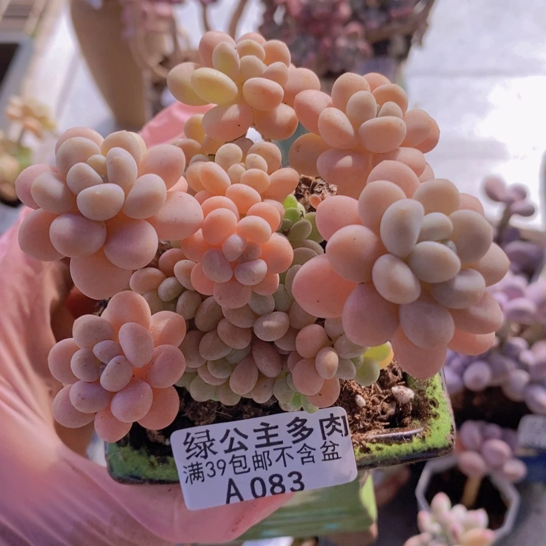 洛可可9cm083多肉酱