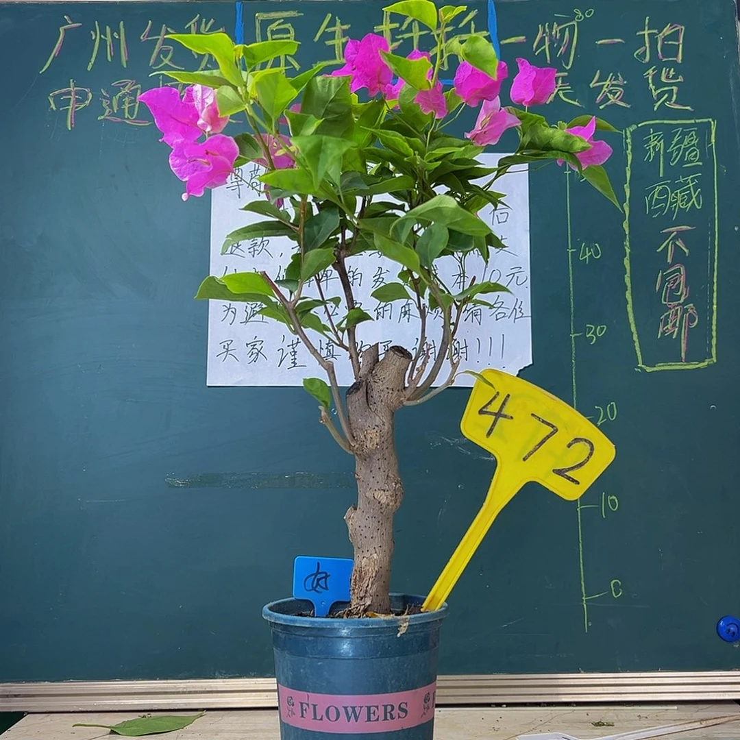当前无花栽培后可以开花粗杆 漳红樱472