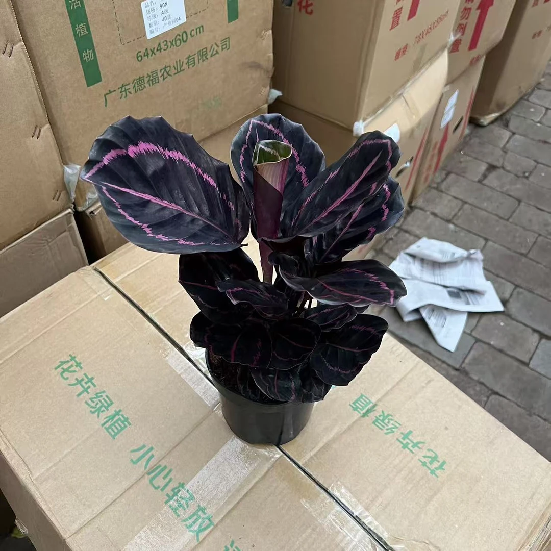 140红美丽茱萸盆栽
