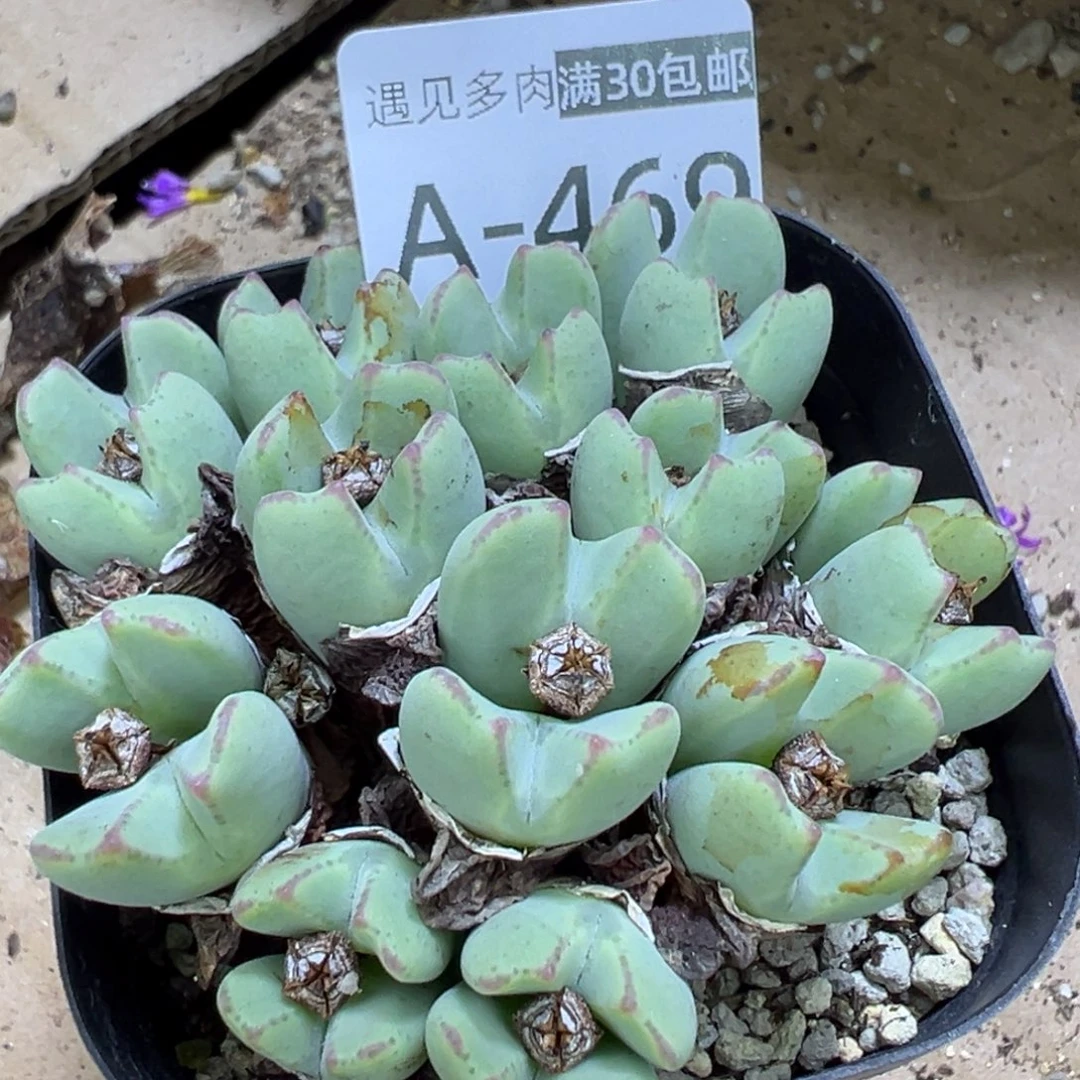 多肉植物1111111111111