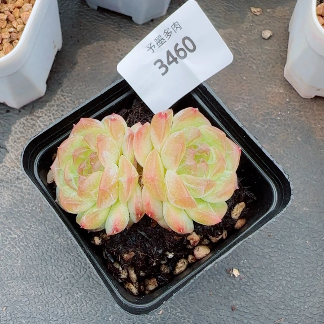 无尽灯，3460多肉植物