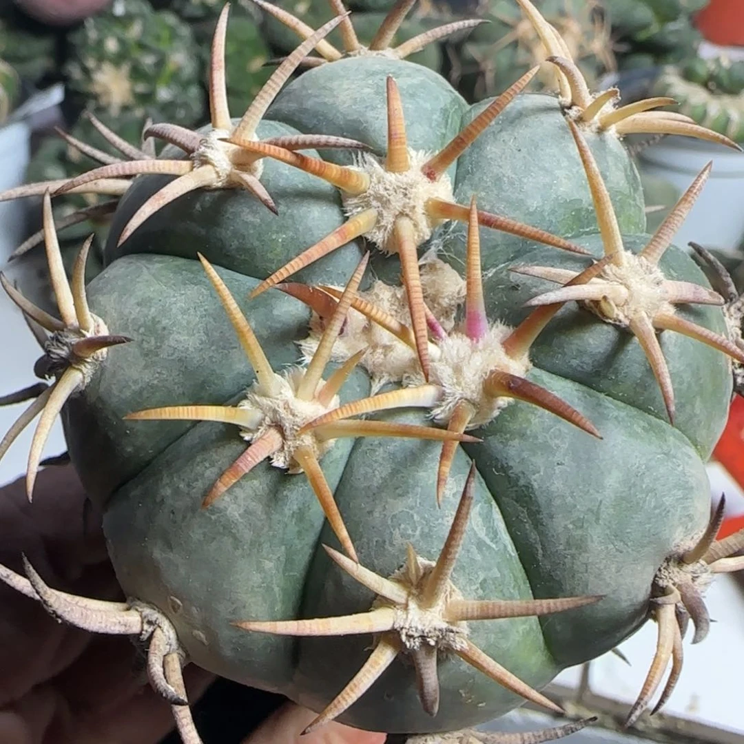 【闪购商品】苗接雷帝647