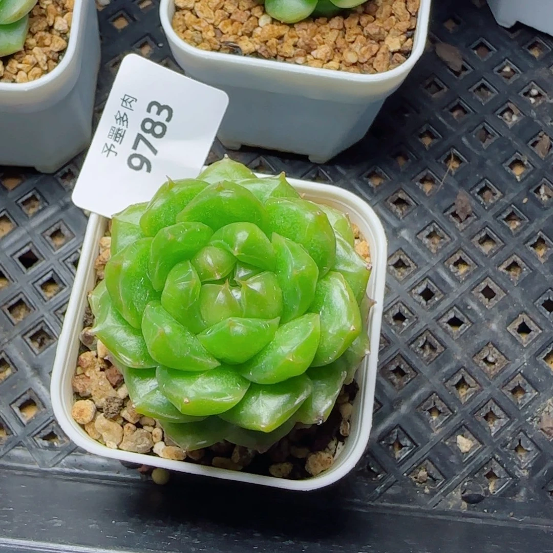 糖果珍妮，9783多肉植物