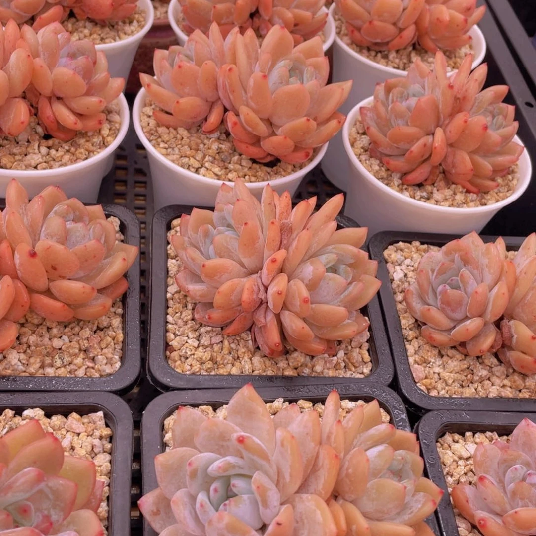 量拍12号 冰透雪天使梦露大双头一个