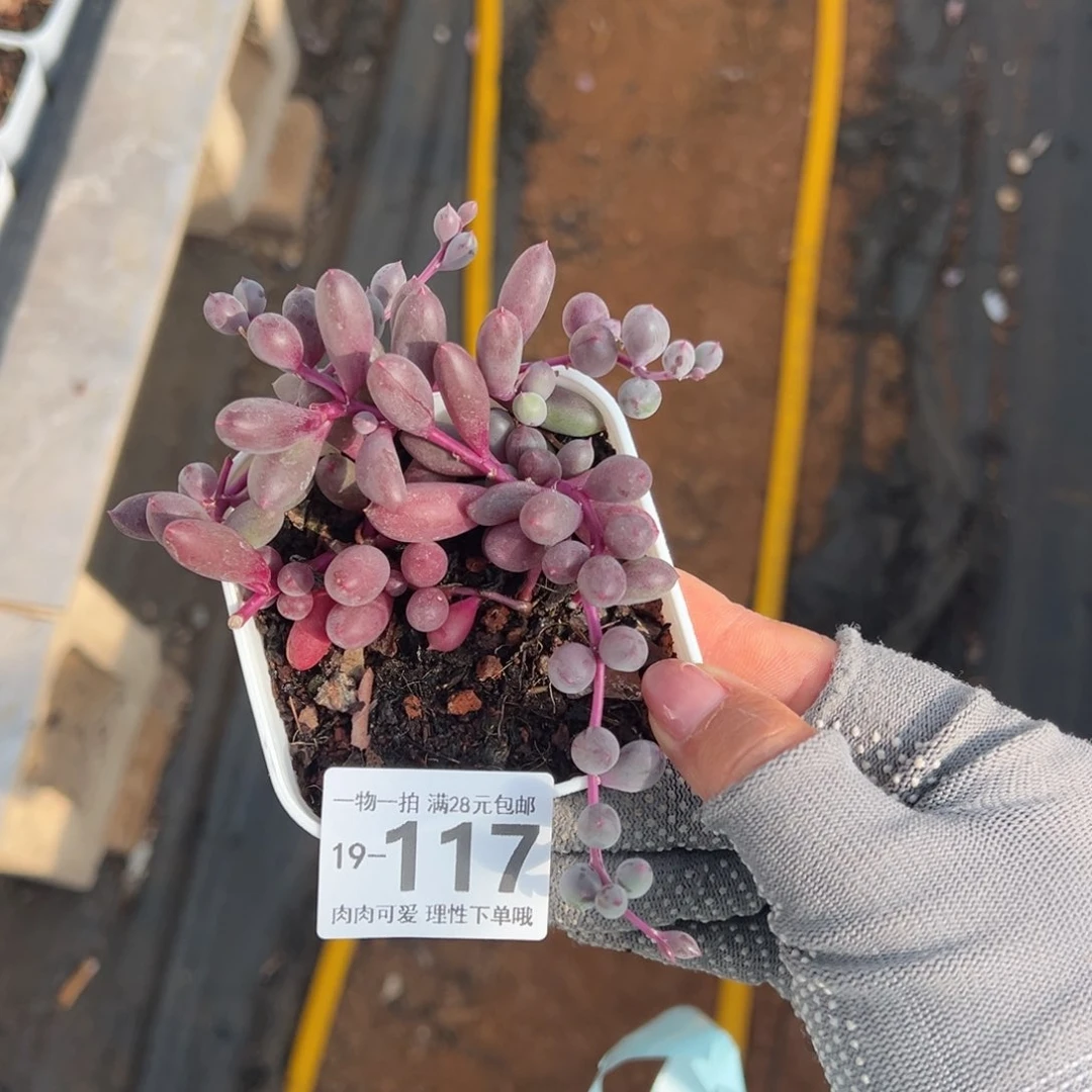 紫泡泡多多肉，多肉多肉多肉多肉