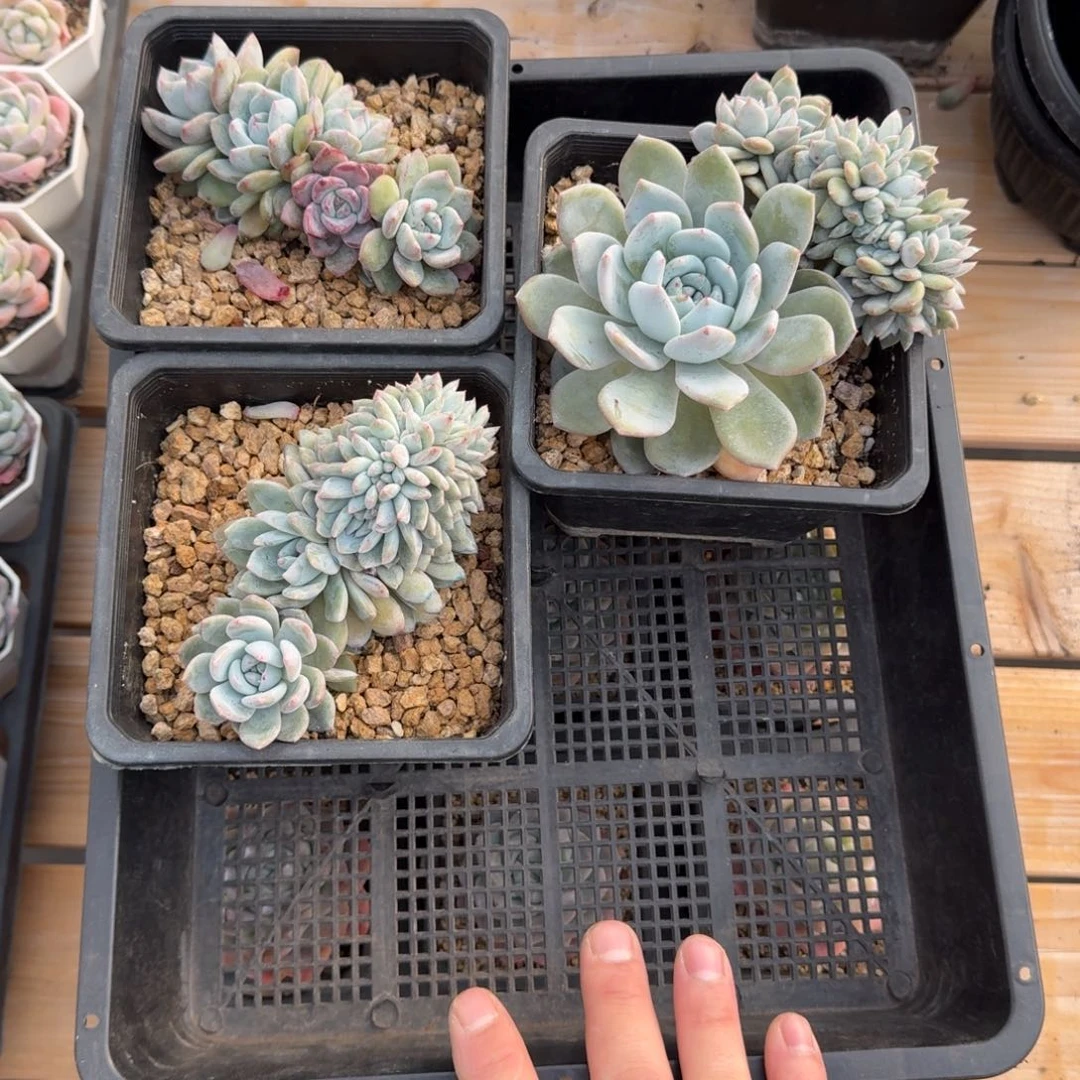 汾**少3颗一起一物一拍的