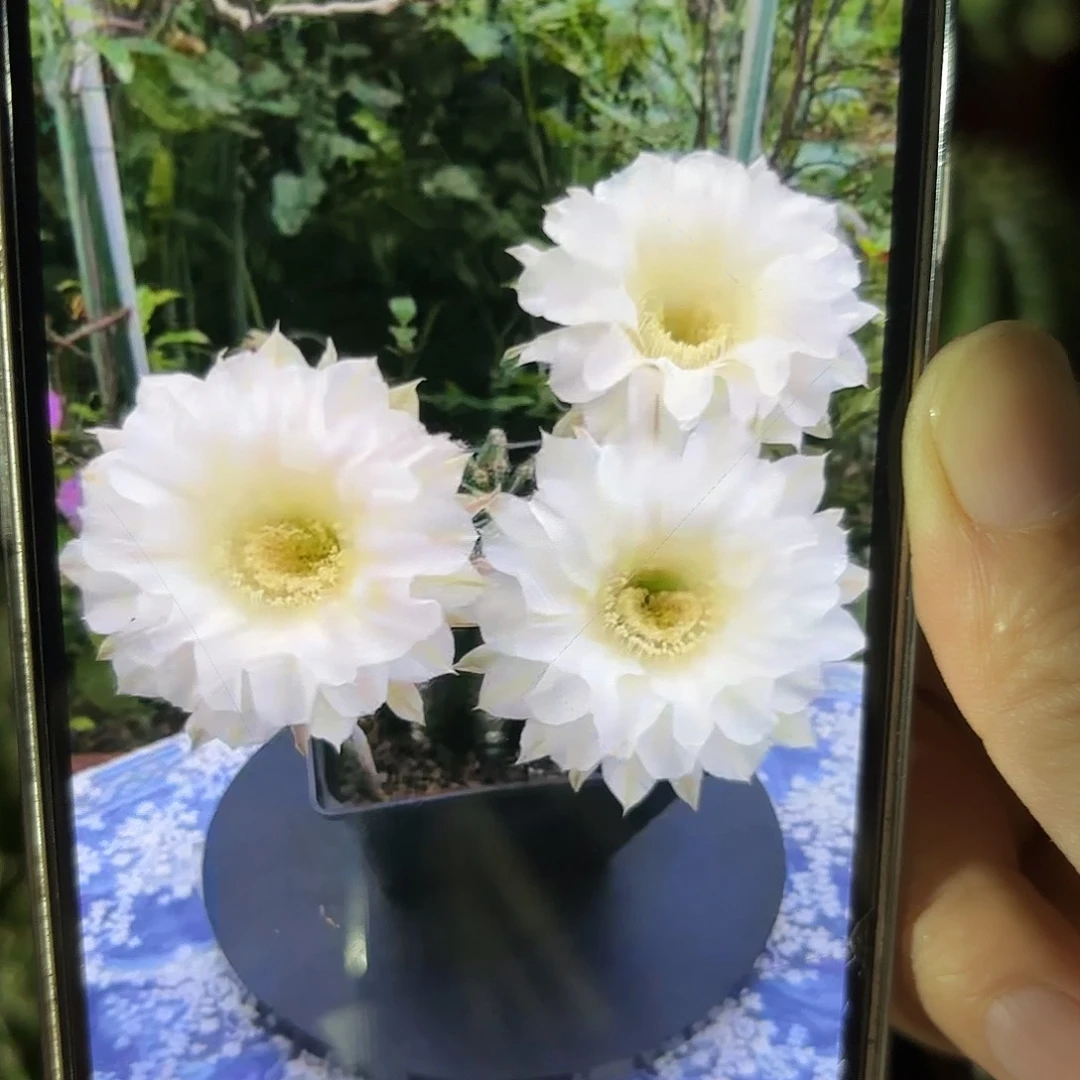 彩草天使8公分带崽