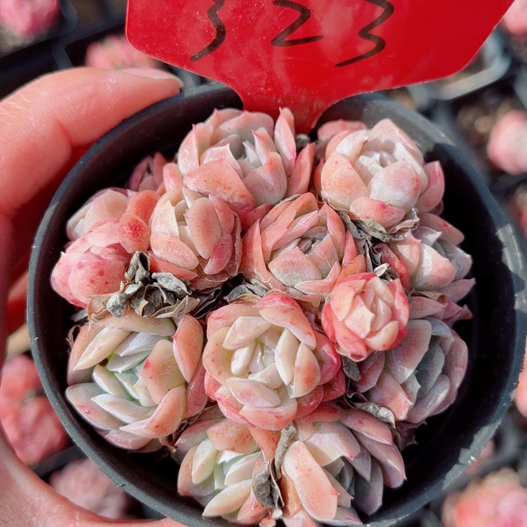 323号小老桩粉贝群