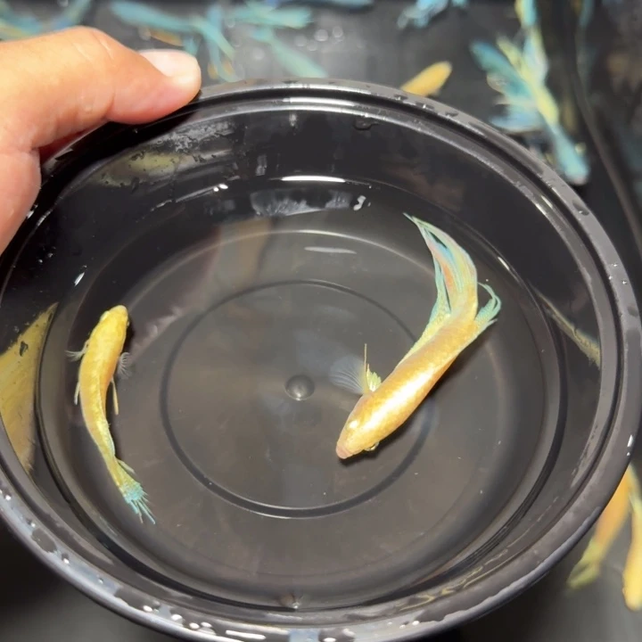 斗鱼直播间对图白蛇45